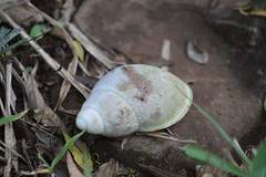 Megalobulimus haemastomus