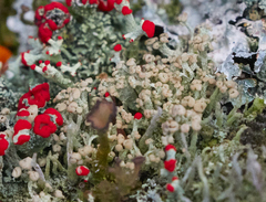 Cladonia botrytes