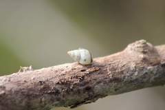 Drymaeus interpunctus