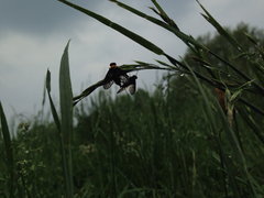 Chrysopilus thoracicus