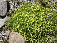 Cherleria sedoides