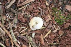 Haploptychius pfeifferi