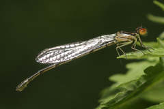 Enallagma antennatum