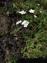 Androsace obtusifolia