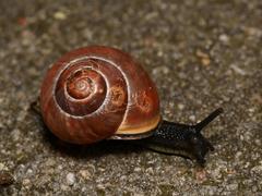 Cepaea nemoralis