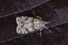 Scoparia basistrigalis