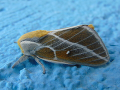 Syssphinx albolineata