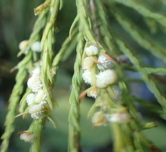 Taxodiomyia