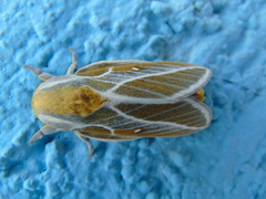 Syssphinx albolineata