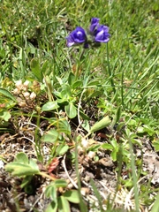 Veronica bellidioides