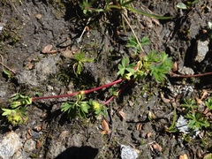 Alchemilla pentaphyllea