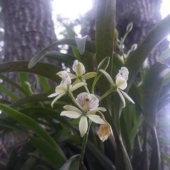 Prosthechea radiata