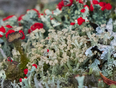 Cladonia botrytes
