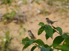 Cisticola anonymus