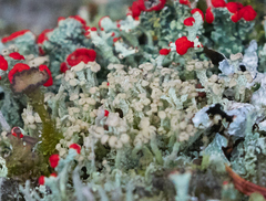 Cladonia botrytes
