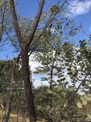 Dalbergia miscolobium