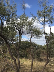 Dalbergia miscolobium