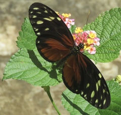 Heliconius hecale zuleika