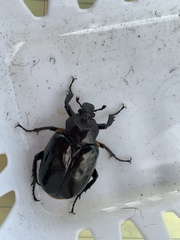 Osmoderma eremicola