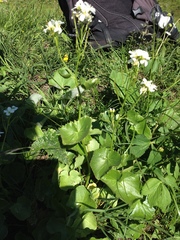 Cardamine asarifolia