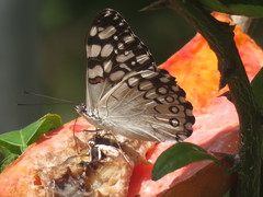 Hamadryas feronia