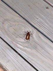 Polyphylla variolosa