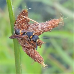 Parancistrocerus histrio