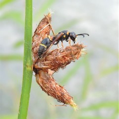 Parancistrocerus histrio