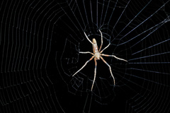 Cyphalonotus