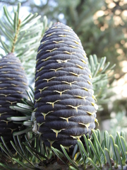 Abies koreana