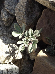 Cleome chilensis