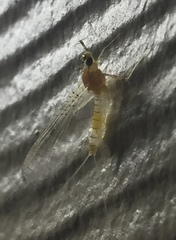 Maccaffertium terminatum terminatum