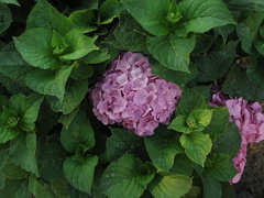 Hydrangea