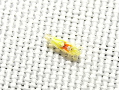 Erythroneura octonotata