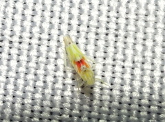 Erythroneura octonotata