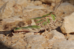 Oedaleus decorus