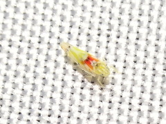 Erythroneura octonotata