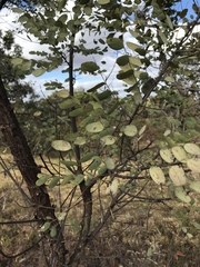 Dalbergia miscolobium