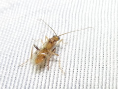Rogadinae