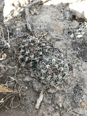 Sclerocactus glaucus