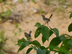 Cisticola anonymus