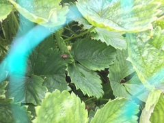 Otiorhynchus armadillo