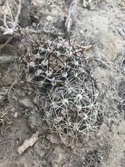 Sclerocactus glaucus