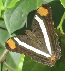 Image of Adelpha fessonia