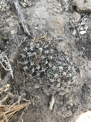 Sclerocactus glaucus