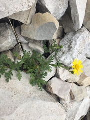 Senecio squalidus rupestris