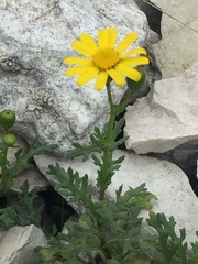 Senecio squalidus rupestris