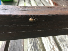 Otiorhynchus armadillo