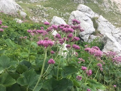 Adenostyles australis