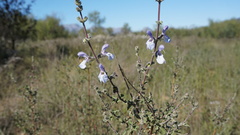 Salvia africana